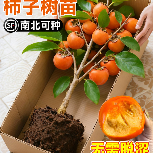 柿子树庭院果树苗盆栽嫁接苗脆甜