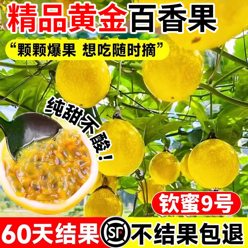 精品百香果树果苗黄金钦蜜9号大图片