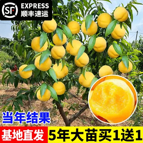 桃树苗桃树果苗嫁接苗南北方种植