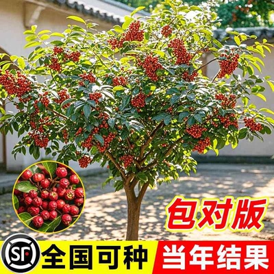 大红袍花椒苗树北方正宗四川汉源藤椒盆栽老品种无刺绿当年结果