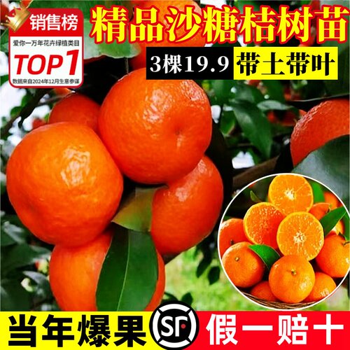 沙糖桔子树苗带果盆栽正宗