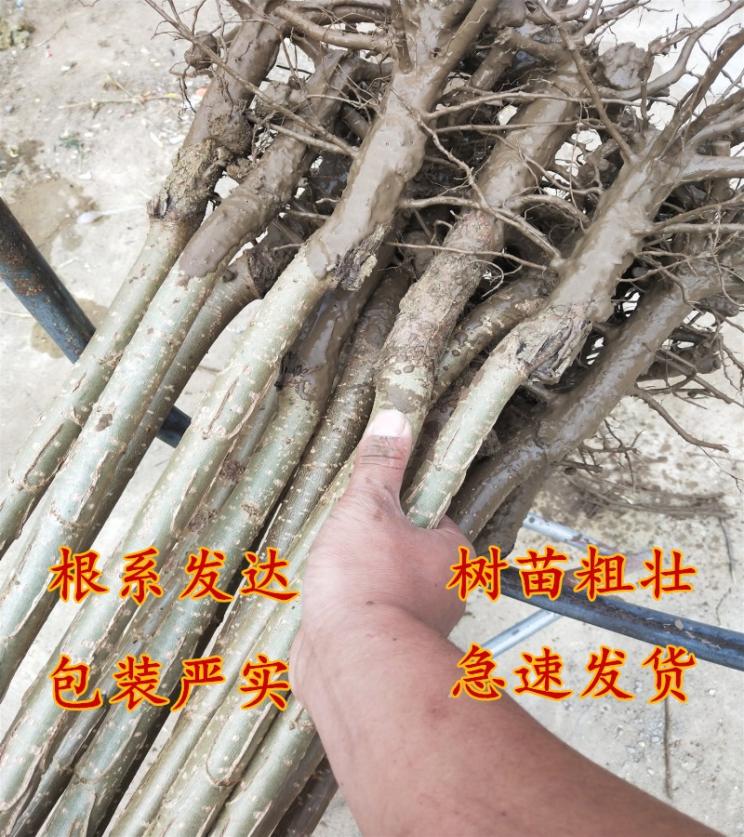 白杨树苗107速生384无絮扦插枝条