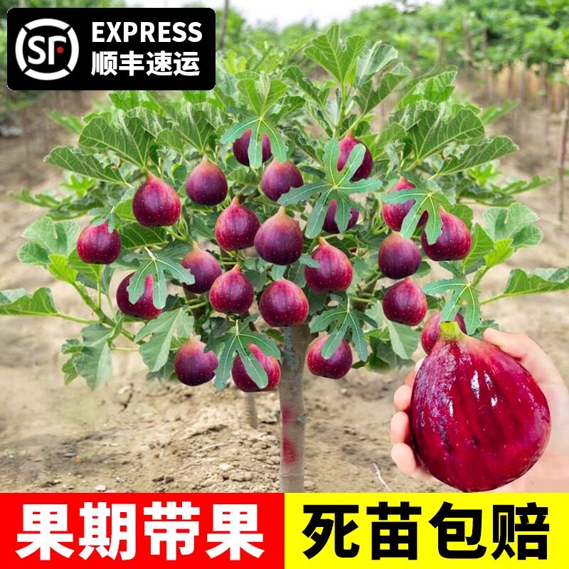 无花果树苗带矮化盆栽特大图片