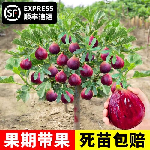 无花果树苗带矮化盆栽特大