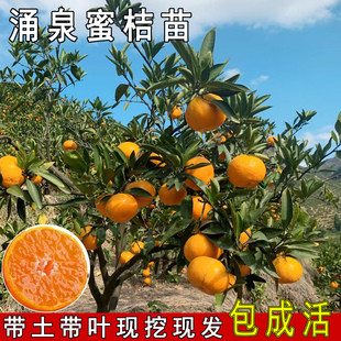 早熟无核涌泉蜜橘苗 正宗临海涌泉蜜桔苗 柑橘早熟宫川蜜桔子树苗