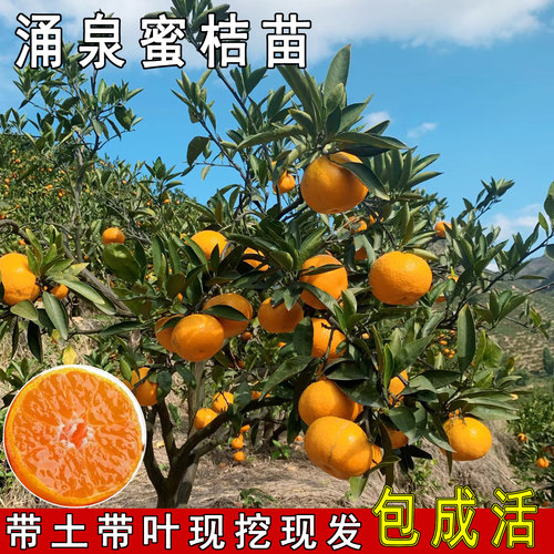 早熟无核涌泉蜜橘苗正宗临海