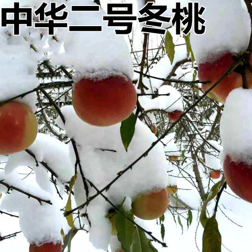 晚熟桃树巨型冬苗果中华特大王云
