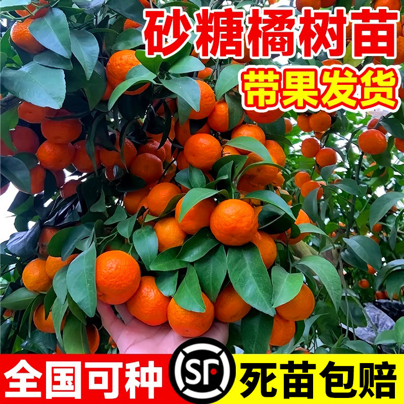 砂糖橘树苗地栽盆南北方种图片