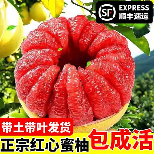 柚子树苗红心肉蜜嫁接三果
