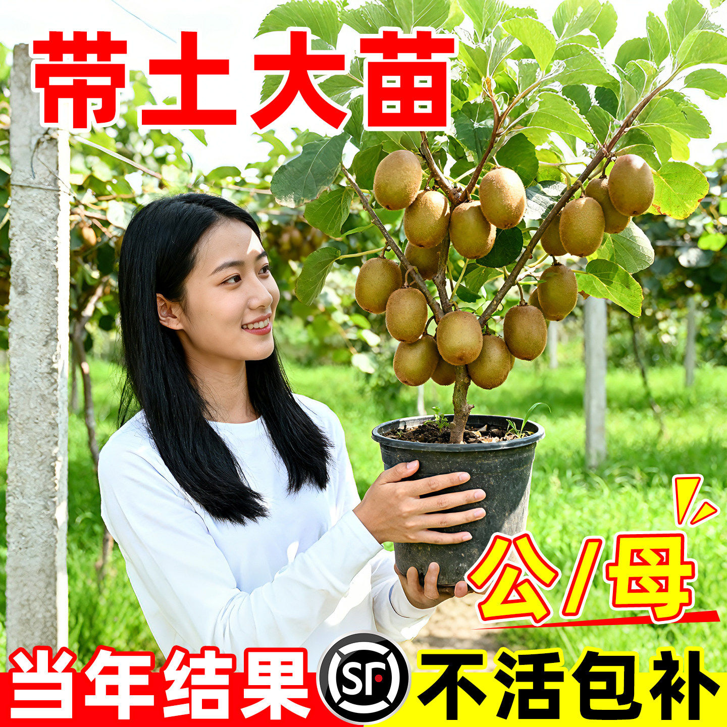 红心猕猴桃树果苗当年结果公母同株徐香黄心嫁接果树苗带土大苗图片