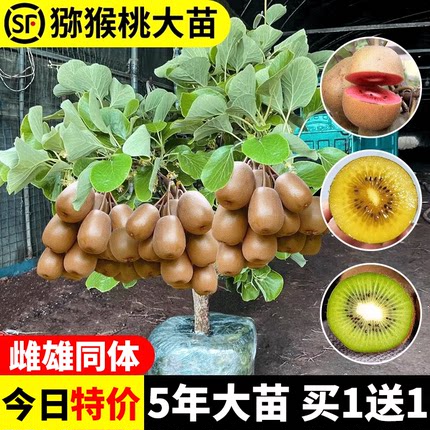 嫁接猕猴桃苗红心徐香软枣猕猴桃苗地栽当年结果南北方种植果树苗
