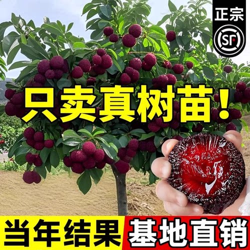 正宗仙居东魁杨梅树苗黑炭东槐特