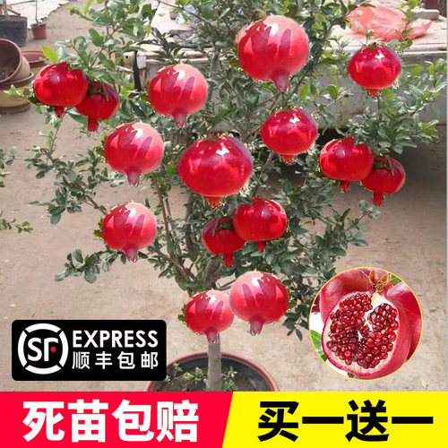 石榴树苗突尼斯软籽盆栽庭