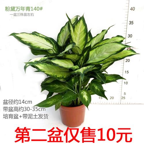 粉黛万年青盆栽花叶银皇后玛丽安花卉室内桌面客厅易养护土培植物