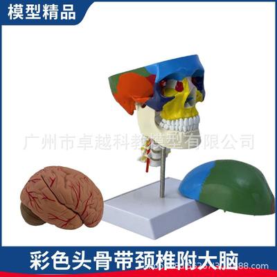 新款直销人体头骨模型 1：1 头骨附颈椎模型头骨颅骨附脑模型大脑