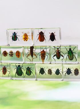 真昆虫书镇甲虫金龟瓢虫桌面摆件树脂高清透明工艺品儿童教具