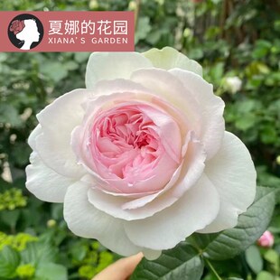 波莱罗月季花苗阳台庭院盆栽花卉植物四季开花大花浓香丰花灌木