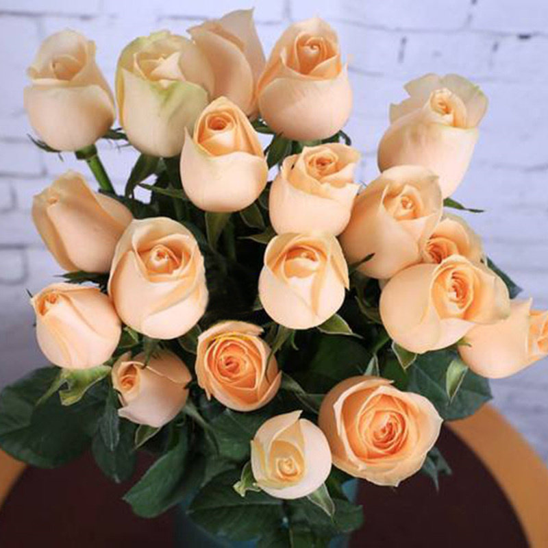蜜桃雪山 月季 花苗 玫瑰 四季开花 阳台 经典切花 香槟色庭院香,鲜花速递/花卉仿真/绿植园艺,月季/蔷薇/玫瑰,淘宝优惠券,粉丝福利购,淘宝优惠卷
