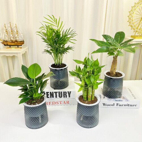 【买三送一】椰子金钻发财树步步高九里香栀子花盆栽绿植物桌面美