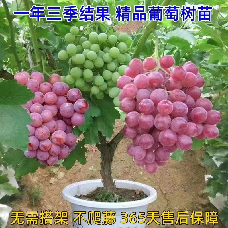 葡萄树苗阳光玫瑰蓝宝石爬藤盆栽地栽南北方阳台庭院种植当年结果