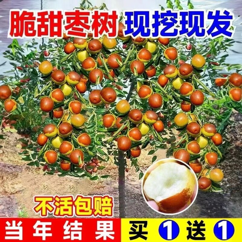 枣树苗特大沾化冬枣嫁接冰糖枣当年结果苗南北方庭院种植盆栽地栽