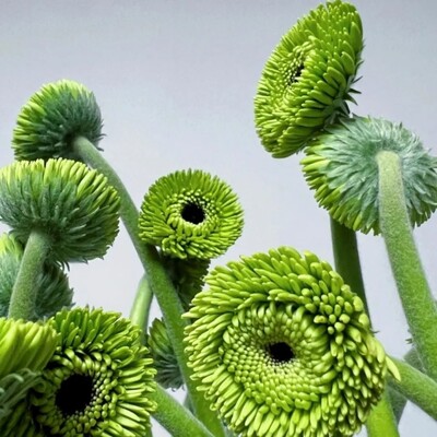 绿宝石非洲菊稀有品种弗朗可爱大眼睛鲜切水养插花