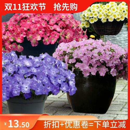 超级矮牵牛大苗 垂吊型丘型美声 轻浪等系列各色