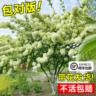 极速中华木绣球花苗树盆s栽进口斗球欧洲木庭院阳台好养木本绣球