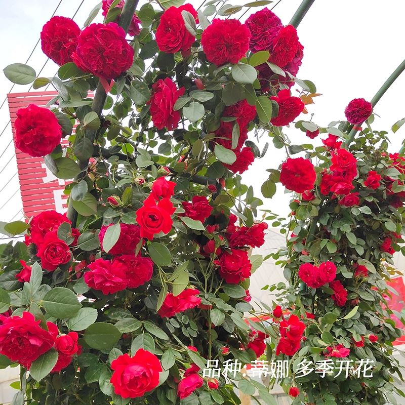 极速藤本月季超大苗1.6米以上蔷薇欧月爬藤月R季攀援植物庭院花卉