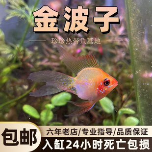 桃心长尾金波g子鱼蓝波子鱼短鲷鱼热带观赏鱼荷兰凤凰球小型淡水