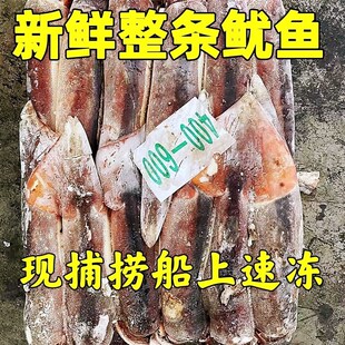 阿根廷鱿鱼整条大鱿鱼船冻原料北朝鱿鱼不水发烧烤铁板商用可白灼
