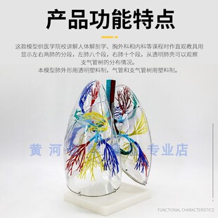 透明肺段模型 人体呼吸系统模型 左右两肺支气管树结构造呼吸系统