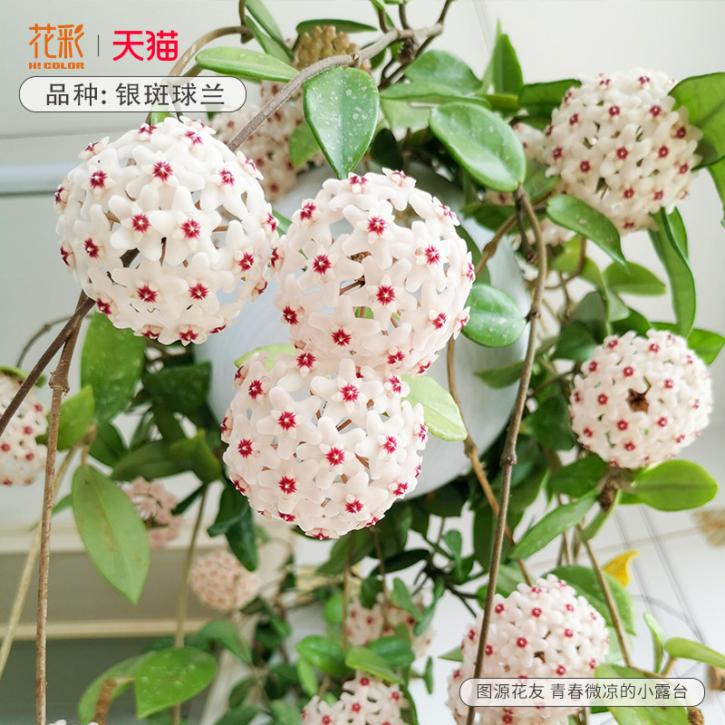 花彩银斑球兰带花大苗阳台盆栽室内外常绿植物攀援花卉有香味耐旱