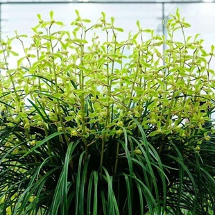 画中的兰花苗蕙兰大一品浓香气宇轩昂老八种正品气质高贵宽宏盆栽