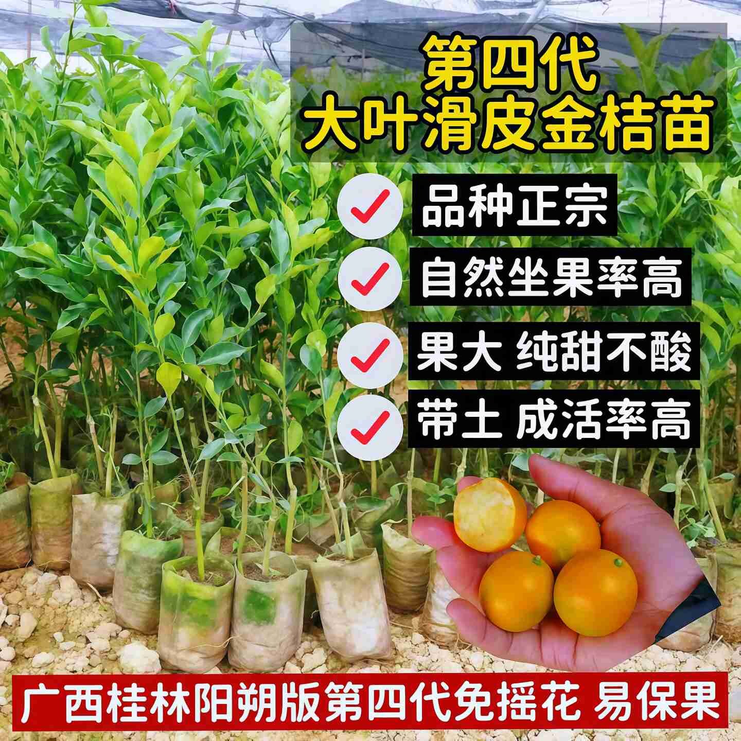 融安四代大叶脆蜜金桔苗当年结果