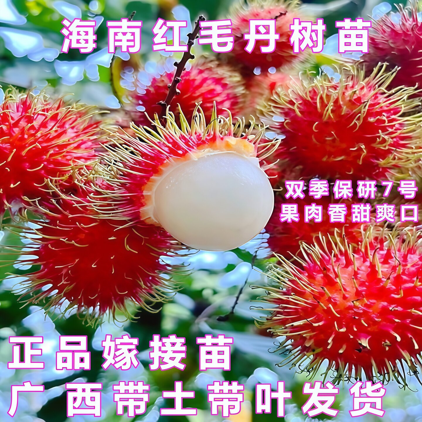 红毛丹树苗嫁接双季海南保亭七号红毛丹树苗南方盆栽地栽当年结果