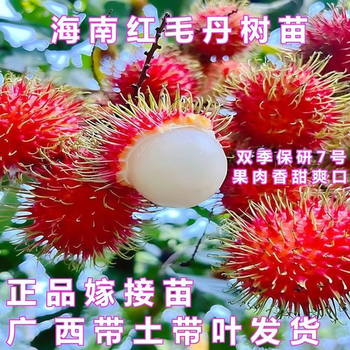 双季七号红毛丹苗盆地栽当年结果
