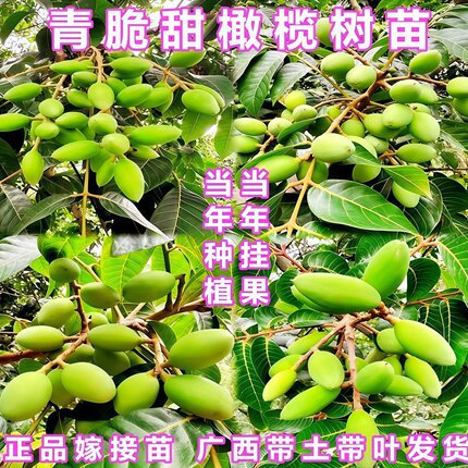 甜橄榄树树苗嫁接三棱脆甜青橄榄苗四季盆栽地栽带土带叶当年结果