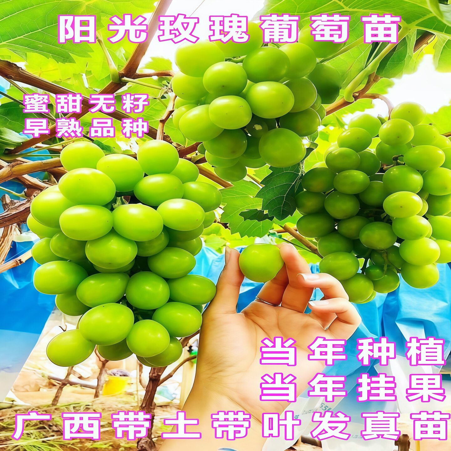 阳光玫瑰葡萄苗南方盆栽地栽甜蜜蓝宝石葡萄大苗带土带叶当年挂果