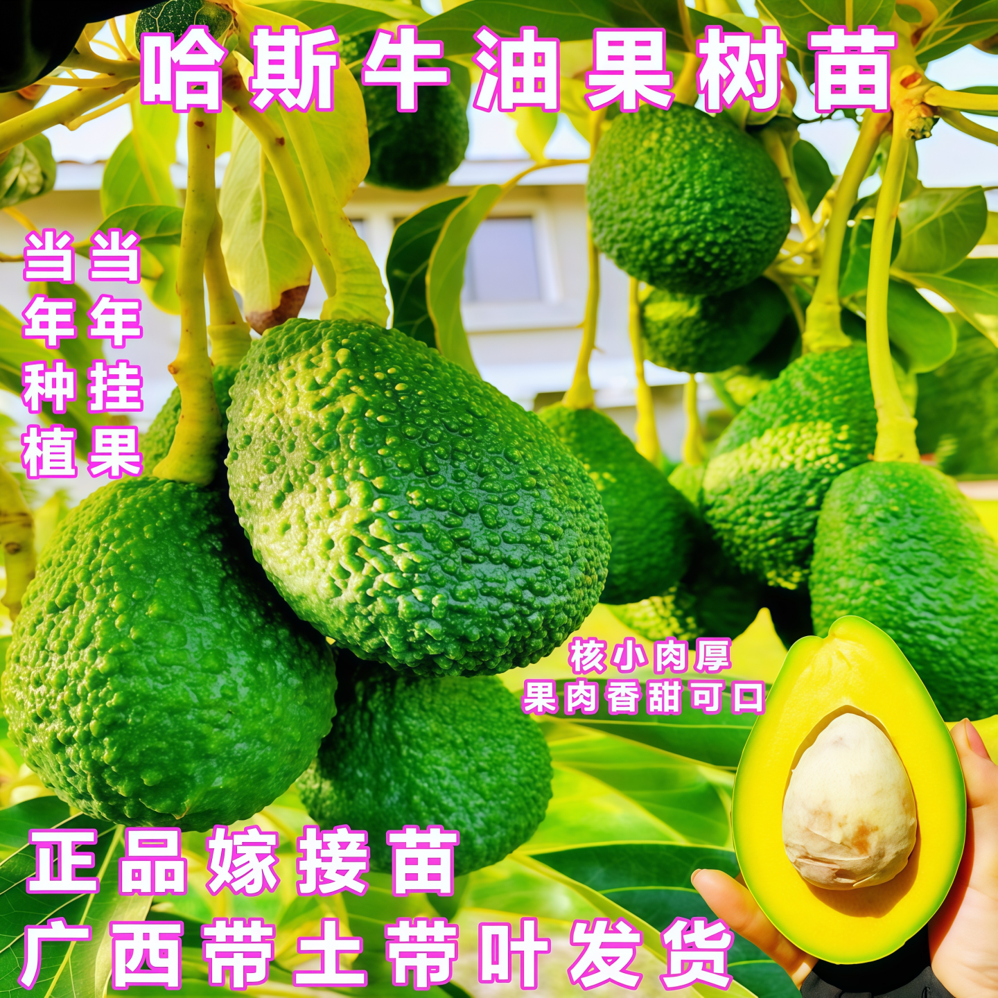 牛油果苗当年结果牛油嫁接苗南北方庭院种植盆栽地栽哈斯牛油果苗