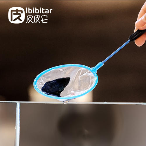 迷你短柄小鱼捞斗鱼专用