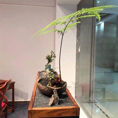 网红撅类植物红磷撅老桩喜阴喜湿润室内绿植造景盆栽一叶撅盆景苗