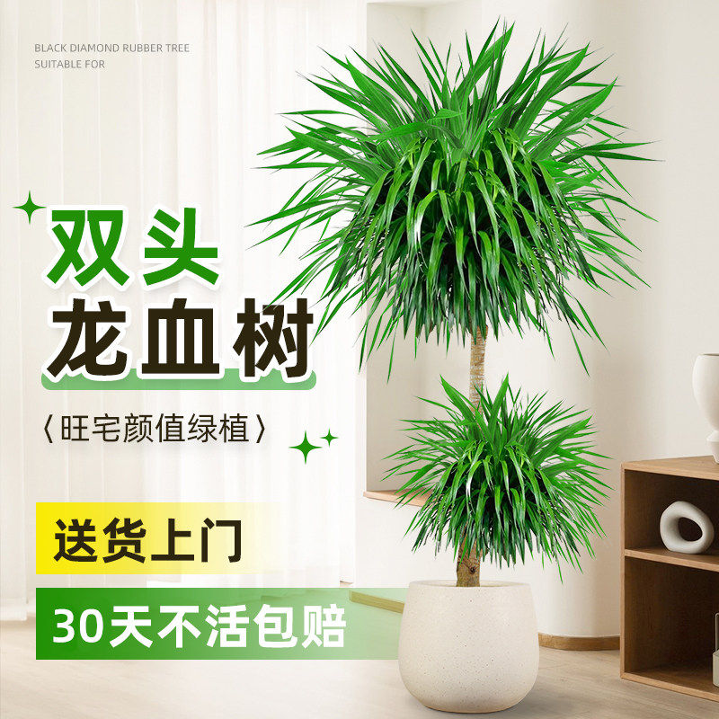 龙血树客厅办公室旺宅绿植物多头老桩龙须龙铁树室内大型落地盆栽
