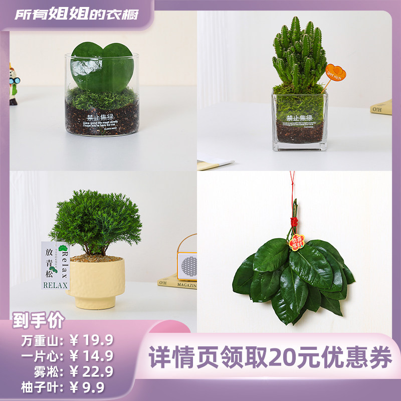 【所有姐姐的衣橱】咖虎办公室内工位桌面绿植雾凇万重山一片心