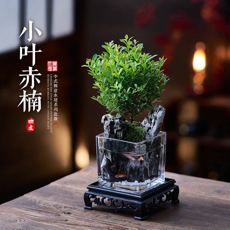 小叶赤楠盆栽水培植物室内办公桌面绿植山水微景观摆件礼物小鱼缸