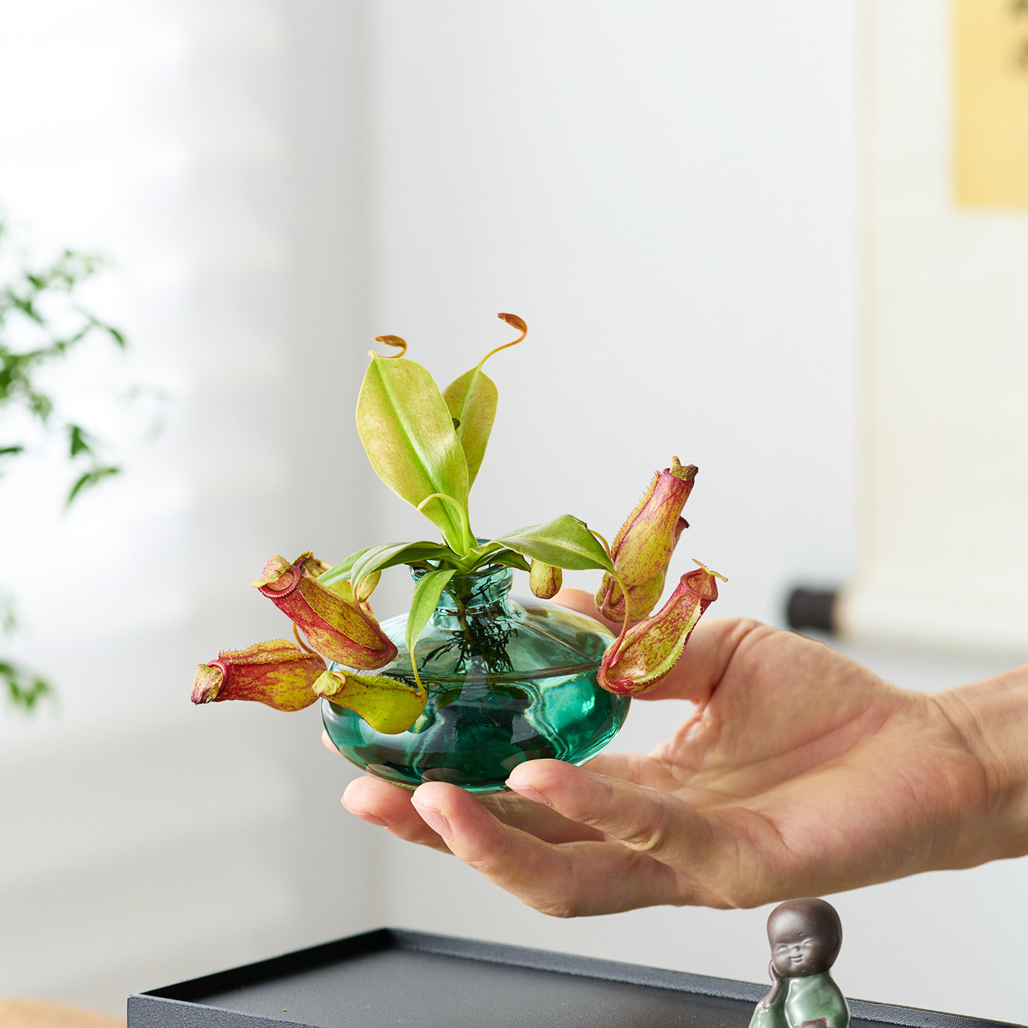 水培植物猪笼草盆栽驱蚊植物