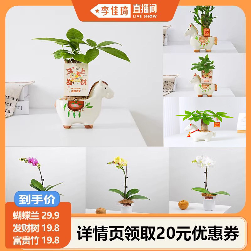 【李佳琦直播间】咖虎客厅办公室内桌面花卉绿植盆栽蝴蝶兰发财树