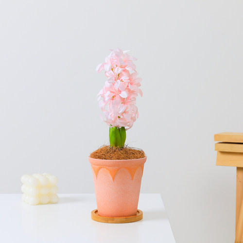 粉色风信子种球盆栽带芽室内花卉