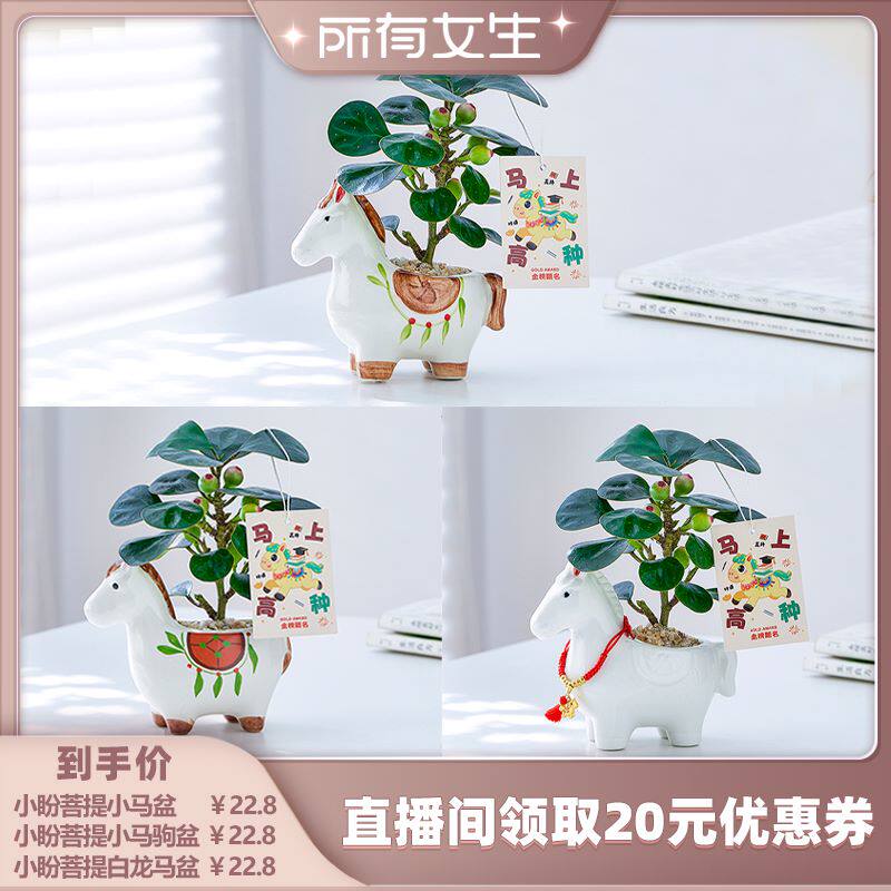 【所有女生直播间】咖虎小盼菩提盆栽带果植物室内书桌办公桌绿植