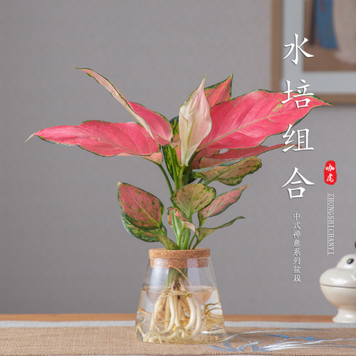 吉利红室内懒人水培植物